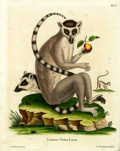 Lémur catta