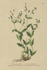 Compagnon des rochers (Silene rupestris)