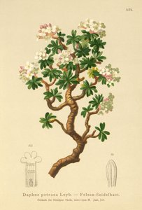 Daphné des rochers (Daphne petraea, Daphne rupestris)