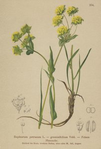 Bupleurum des rochers (Bupleurum petraeum, Bupleurum graminifolium)