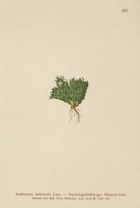 Androsace imbriquée
