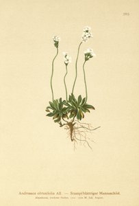 Androsace obtuse