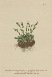 Saxifrage des rochers (Saxifraga controversa, Saxifraga adscendens) - German School