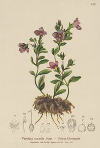 Véronique des rochers (Veronica saxatilis)
