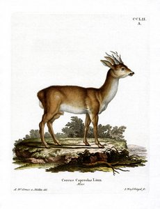 Chevreuil