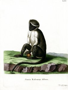 Guenon Roloway - German School
