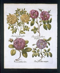 Roses, planche 95 de Hortus Eystettensis par Basil Besler (1561-1629) publié en 1613