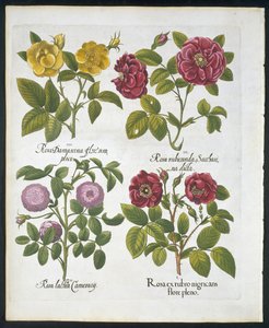 Roses, planche 96 de Hortus Eystettensis par Basil Besler (1561-1629) publié en 1613