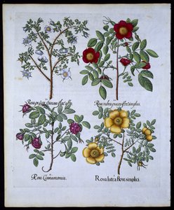 Roses, planche 98 de Hortus Eystettensis par Basil Besler (1561-1629) publié en 1613