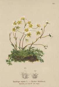 Saxifrage rugueuse (Saxifraga aspera) - German School