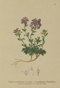 Tabouret à feuilles rondes (Thlaspi rotundifolium, Noccaea rotundifolia, Thlaspi cepaeifolium subsp. rotundifolium)