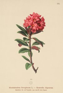 Rhododendron ferrugineux (Rhododendron ferrugineum) - German School