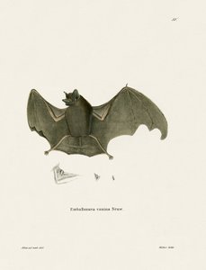 Chauve-souris à ailes-sac - German School