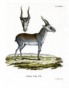 Saïga