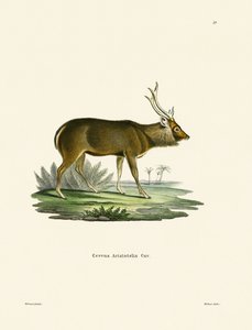 Sambar - German School