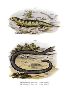Scinque poisson des sables - German School