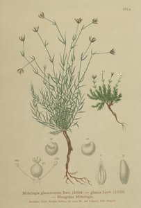 Sabuline (Moehringia glaucovirens)