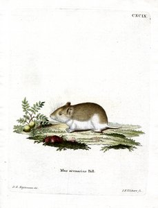 Rat-taupe sablonneux