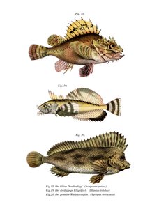 Poisson-scorpion