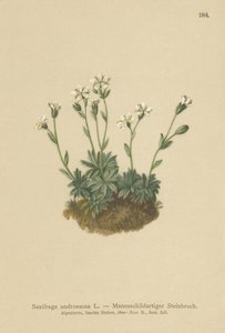 Saxifrage des éboulis (Saxifraga androsacea) - German School