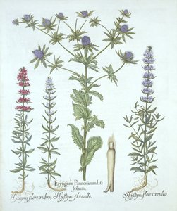 Chardon bleu et trois types d
