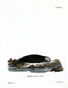 Loutre de mer