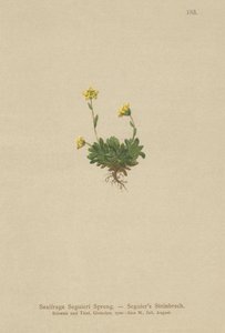 Saxifrage de Seguier (Saxifraga Seguieri) - German School
