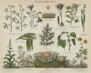 Réponses auto-protectrices chez les plantes - German School