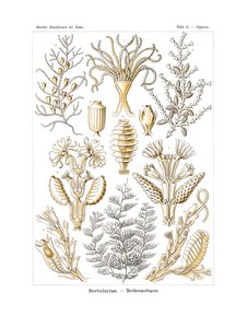 Sertulariae, 1899-1904 - German School