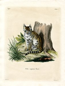 Serval - German School