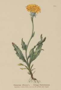 Épervière velue