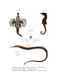 Poisson-dragon court