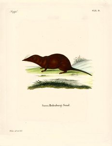 Musaraigne