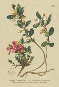 Polygale faux-buis (Polygala Chamaebuxus)