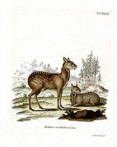 Cerf porte-musc de Sibérie