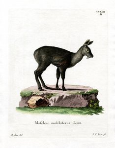 Cerf porte-musc de Sibérie - German School