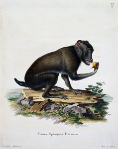 Simia sphingiola, de Mammifères illustrés de la Nature avec descriptions, par Johann Christian Daniel von Schreber (1739-1810), gravure par IC Bock, Allemagne - German School