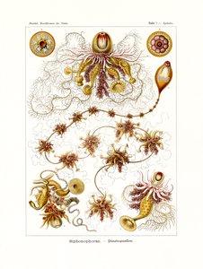 Siphonophorae, 1899-1904 - German School
