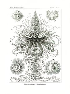 Siphonophorae, 1899-1904