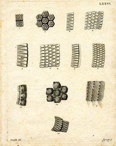 Écailles de peau