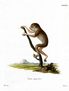 Loris mince