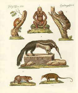 Paresseux et fourmiliers - German School