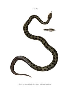 Serpent Lisse