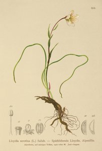 Lis de Snowdon (Lloydia serotina, Gagea serotina, Lloydia alpina, Lloydia striata) - German School