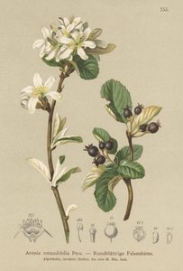 Amélanchier à feuilles rondes (Aronia rotundifolia, Amelanchier ovalis)