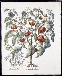 Solanum Pomiferum de Hortus Eystettensis par Basil Besler (1561-1629) publié en 1613 - German School