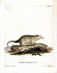Opossum du Sud - German School