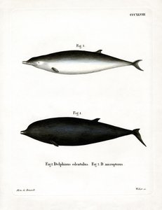 Baleine à bec de Sowerby