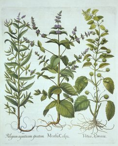 Menthe verte, ortie romaine et menthe chevaline à feuilles longues, de Hortus Eystettensis, par Basil Besler (1561-1629), pub. 1613