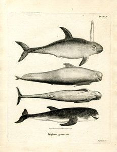 Espèces de Dauphins